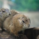 앵무새동물원 이미지