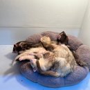 댕댕냥냥 이미지