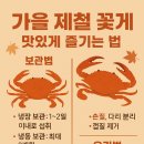 사계절꽃게 이미지