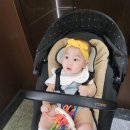 와우쥬 양산점 | 골든햄스터] 점점 늘어나는 소동물...!! 골든햄스터 세피아도미넌트 입양 후기! (feat. 와우펫앤쥬 양산점)
