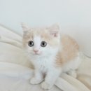 My Love Cat(마이러브캣) 이미지