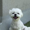 포근멍 애견 유치원 네이버블로그