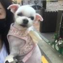 준펫살롱 이미지