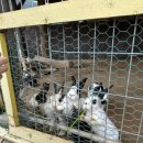 초원대중 이미지