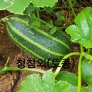 자연새싹 네이버블로그