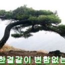 소나무집 이미지