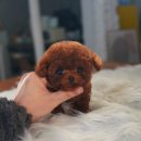 프리미엄 켄넬 이미지
