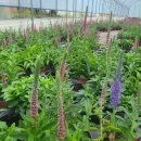 장백농장 이미지