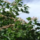 자연그리 이미지