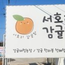서호리감귤밭