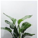 세븐일레븐 안산공단중앙점 | 안산 개업화분 | 반월공단·중앙동·상록수 전지역 당일 배송, 꽃집누나 종합 안내