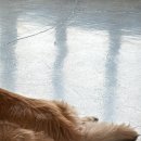 행복하개키울고양 이미지