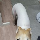 장수동물의료원 네이버블로그