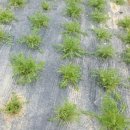 해오름농장-3 이미지