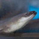 아나고 - 목포시 평화로 136-1 | 아나고