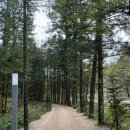 약수 | 평창 밀브릿지 산책로 방아다리 약수 후기