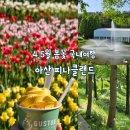 5.5 파전 | 4월 5월 봄꽃 국내여행지 추천 아산 피나클랜드 튤립 수선화 축제 주차 및 할인정보