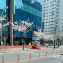 2019-4. 통영 1일차 (봄날의책방/도다리쑥국/몸과마음카페/봉수골벚꽃축제)