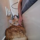 퍼피얌 그루밍 | [퍼피링크 후기] 나도 이제 냥집사...🥹