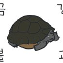 튼튼한거북이 이미지