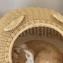 슬로우캣 이미지