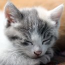 금천사료 이미지