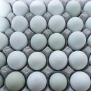 청계농장 | 생생정보 고성 청란 계란 달걀 택배 숲속청계농장 위치 정보