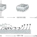 생체 관련 기의 물리적 관점 - 생체 매트릭스 이미지