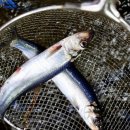 시장횟집 이미지