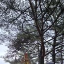 4월10일(금) 제414차 주중 회룡포둘레길트레킹(경북예천) 이미지