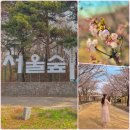 11305-16-683-1 | 헤매지않고가기 성수동 서울숲 벚꽃 명소 사슴 스팟 데이트 가볼만한곳