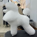 하이독애견미용학원