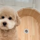 셀프 강아지 목욕탕 이미지