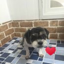 토리애견샵 이미지