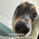 해피 이미지