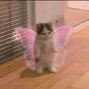 더준짬뽕 이미지