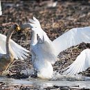 동읍1200 이미지