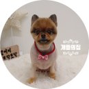 개들의 집 이미지