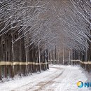 군청 메타세콰이어길 이미지