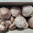 죽엽산농장 이미지