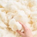 리베르타 이미지