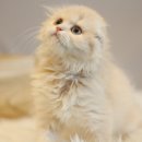 인천고양이분양 도레미캣 이미지