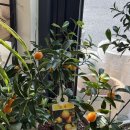 엄마농원 | 대구화분배달 제주농원 신천동꽃집 봄맞이 엄마화분선물 추천 후기