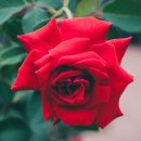 송이송이 이미지