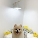하리몽 이미지