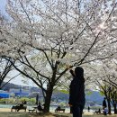 대구 수성못 벚꽃 국채보상운동 기념공원 매화 개화