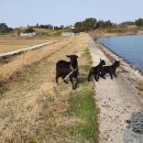 뚝방흑염소 이미지