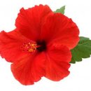 히비스커스(하와이무궁화)꽃말과 효능과 부작용 이미지