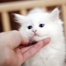 마포고양이도레미캣 이미지