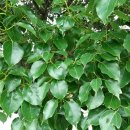 【한국특산식물】 65. 〔둥근잎녹나무 Cinnamomum camphora var. cyclophyllum Nakai. 〕 이미지